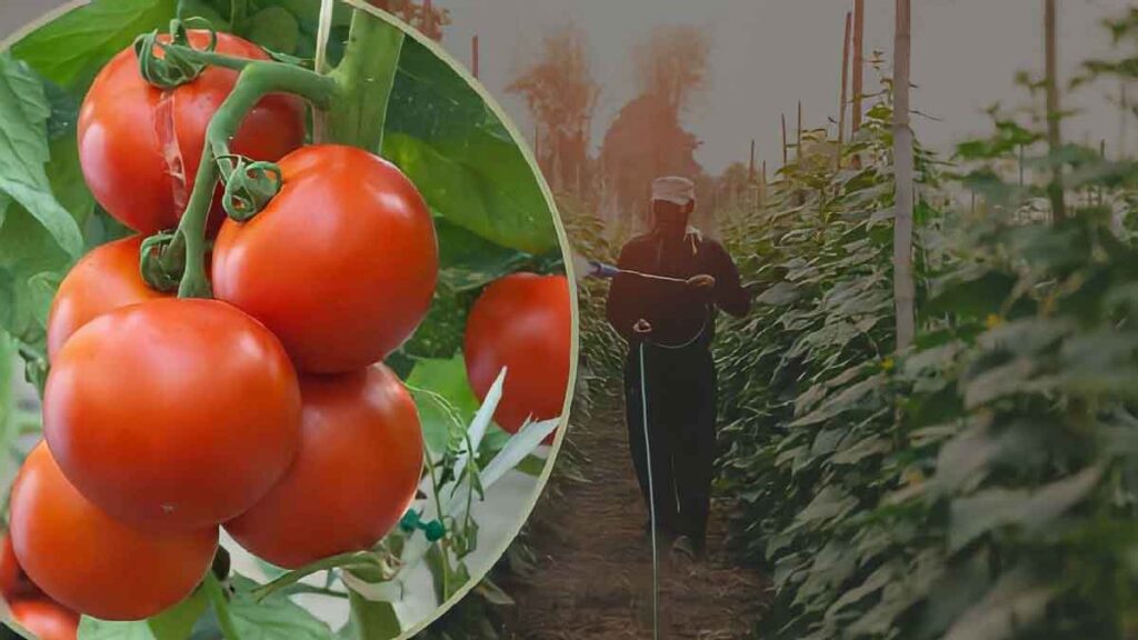 Tomates Si Vous Les Voulez Grosses Saines Et Juteuses Vous Devez