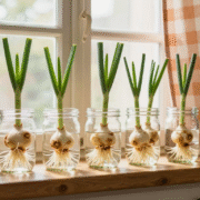 Rangée de bocaux en verre sur un rebord de fenêtre, avec des bases d'oignons verts et de poireaux qui repoussent dans l'eau