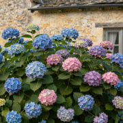 Hortensias bleus et roses en pleine floraison le long d'un mur de pierre dans un jardin de campagne