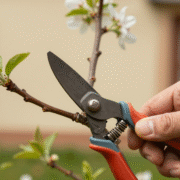 Sécateur propre coupant une branche d'arbuste en fleurs au jardin