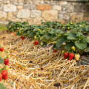 Rang de fraisiers paillé de paille dorée, fraises mûres et stolons portant de jeunes plants