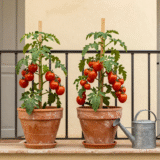 Balcon ensoleillé avec plants de tomates cerises en pots de terre cuite, tuteurs et arrosoir