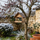 Mangeoire en bois suspendue à un arbre fruitier en hiver, mésanges bleues perchées, haie givrée et muret de pierre en arrière-plan