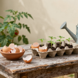 Table de jardin avec bol de coquilles d'œufs broyées et semis en demi-coquilles devant un potager