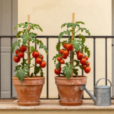 Balcon ensoleillé avec plants de tomates cerises en pots de terre cuite, tuteurs et arrosoir