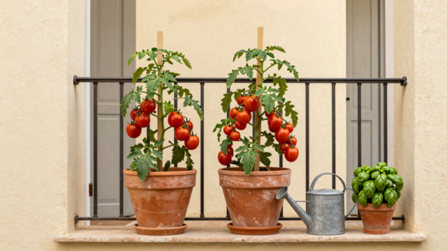 Balcon ensoleillé avec plants de tomates cerises en pots de terre cuite, tuteurs et arrosoir